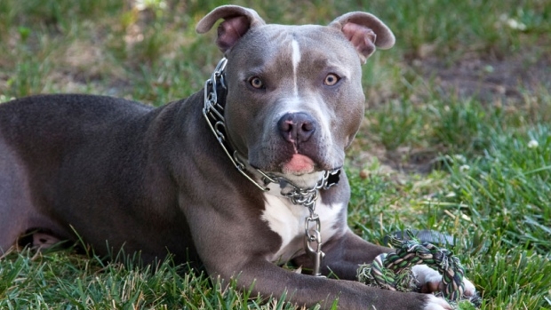 Quand des chiens attaquent un enfant de 9 ans et le défigurent !