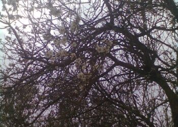 Printemps et Traditions : Les Huit Décisives des "Hsoum" sont là !