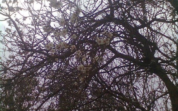 Printemps et Traditions : Les Huit Décisives des "Hsoum" sont là !