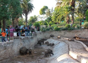 Seulement trois gardiens pour surveiller les 155 esp&egrave;ces animales du Belv&eacute;d&egrave;re