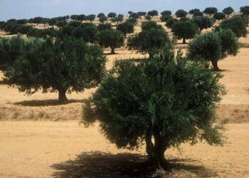 Tunisie : 240 millions de dinars pour soutenir des projets priv&eacute;s de plantation d'oliviers