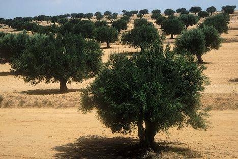 Tunisie : 240 millions de dinars pour soutenir des projets privés de plantation d'oliviers