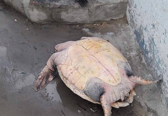 Kerkennah : Le massacre des tortues s'aggrave
