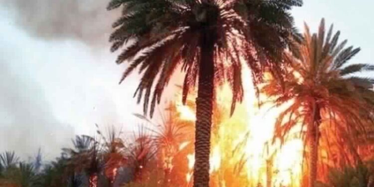 Tozeur : Quatre hectares de palmiers détruits dans un incendie