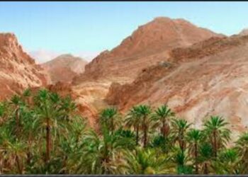 A Tozeur, les oasis de montagnes bient&ocirc;t certifi&eacute;es Bio