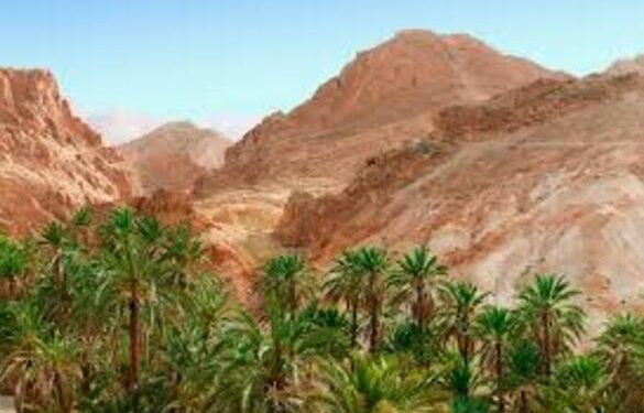 A Tozeur, les oasis de montagnes bientôt certifiées Bio
