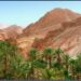 A Tozeur, les oasis de montagnes bientôt certifiées Bio