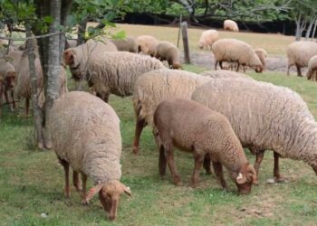 "Tunis Sheep" ou l'extraordinaire destin des moutons tunisiens offerts par Hamouda Pacha aux USA