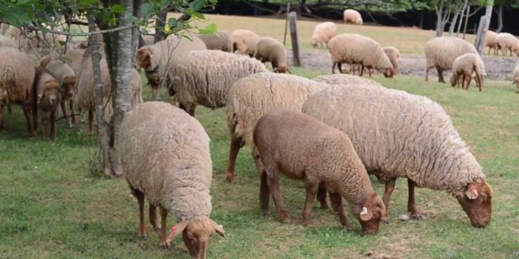 "Tunis Sheep" ou l'extraordinaire destin des moutons tunisiens offerts par Hamouda Pacha aux USA