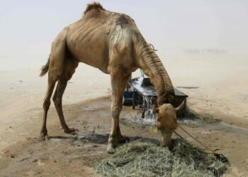 L’Arabie Saoudite expulse des milliers de chameaux qataris
