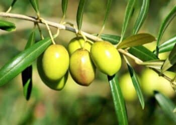 Kasserine : Extension de 4150 ha des cultures biologiques