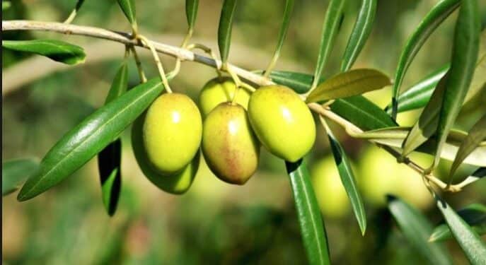 Kasserine : Extension de 4150 ha des cultures biologiques