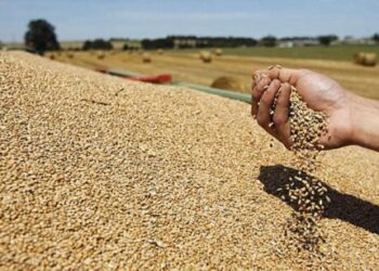 La r&eacute;colte c&eacute;r&eacute;ali&egrave;re en forte hausse &agrave; Jendouba