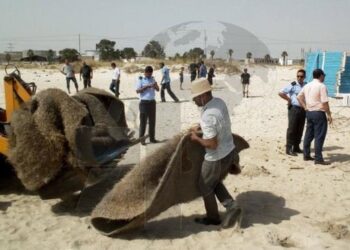 Bizerte : Campagne de lutte contre l&rsquo;anarchie sur la plage de Zarzouna