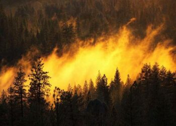 Nabeul : 100 hectares de pins d'Alep ravag&eacute;s par un incendie