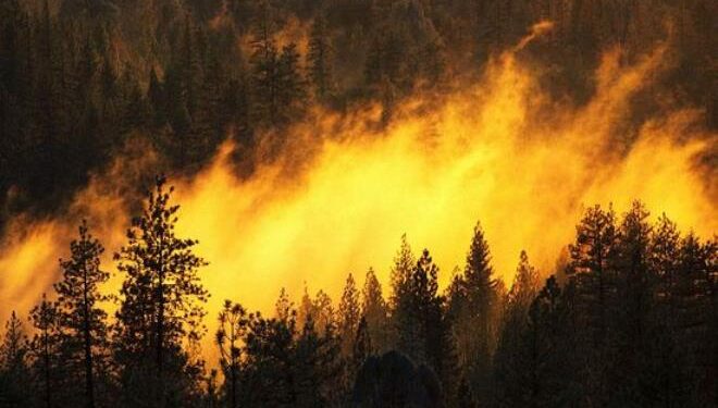 Nabeul : 100 hectares de pins d'Alep ravagés par un incendie