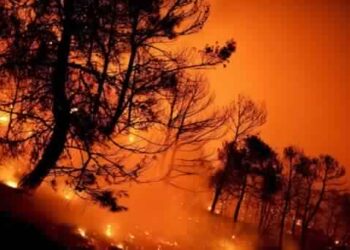 Des hectares de for&ecirc;t d&eacute;truits dans un incendie &agrave; Rafraf