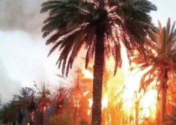 K&eacute;bili : Plus de 500 pieds de palmiers d&eacute;truits dans un incendie