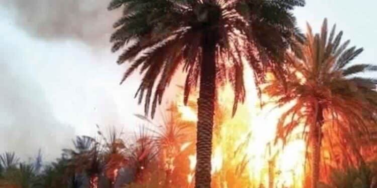 K&eacute;bili : Plus de 500 pieds de palmiers d&eacute;truits dans un incendie
