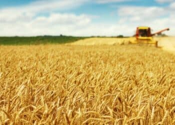 La Tunisie va intensifier l&rsquo;exportation des produits agricoles