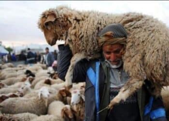 Les prix des moutons en baisse de 100 dinars, selon le ministère du Commerce