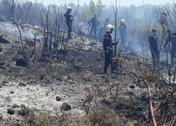 Incendies : La Tunisie doit attendre six ans pour voir ses for&ecirc;ts se r&eacute;g&eacute;n&eacute;rer