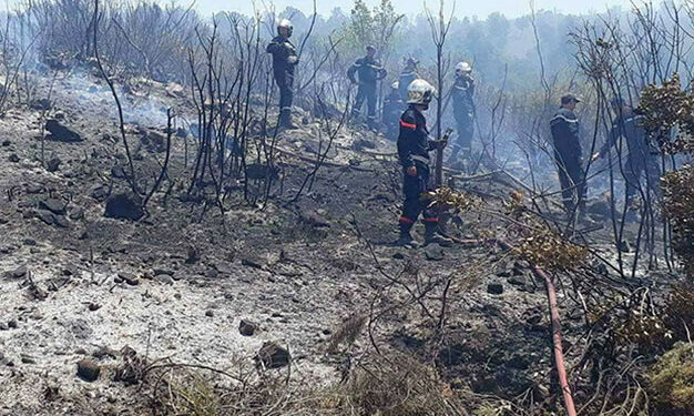 Incendies : La Tunisie doit attendre six ans pour voir ses forêts se régénérer