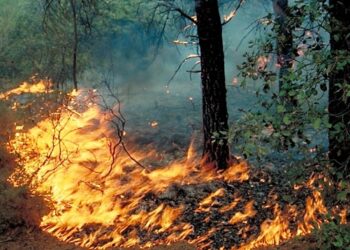Tunisie : 38 incendies se d&eacute;clarent dans plusieurs gouvernorats