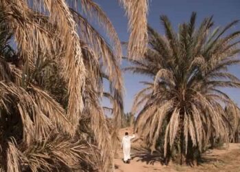 Les palmiers d&rsquo;un des importants circuits touristiques de Tozeur menac&eacute;s de dess&egrave;chement