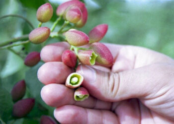Gafsa : Production record de pistaches