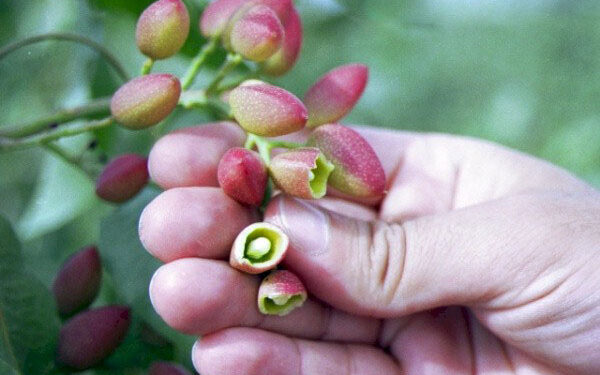 Gafsa : Production record de pistaches