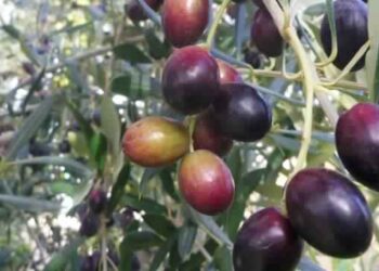 Production record mais gare aux voleurs d&rsquo;olives !