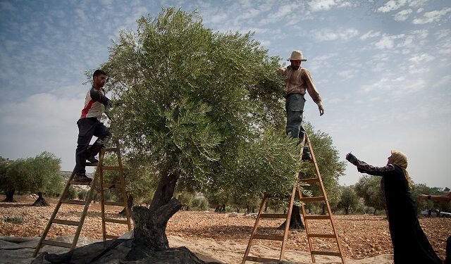 La Tunisie consolide sa place de deuxième plus gros producteur d'olives et d'huile d'olives