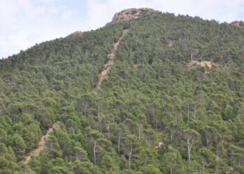 En plein cœur du Chaambi, que reste-t-il de nos réserves naturelles ?