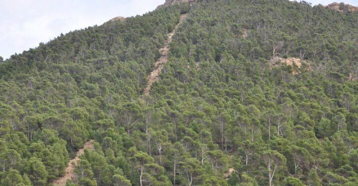 En plein cœur du Chaambi, que reste-t-il de nos réserves naturelles ?