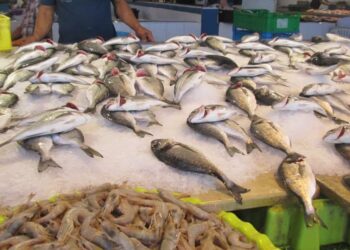Sur nos marchés, poissons d'élevage, de Mauritanie et de Libye !