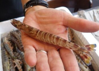 Apr&egrave;s la r&eacute;ussite d&rsquo;un projet pilote, la Tunisie misera sur l&rsquo;&eacute;levage des crevettes !