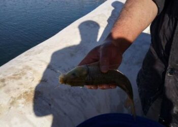 Tunisie : Des carpes pour purifier le Bassin des Aghlabides &agrave; Kairouan