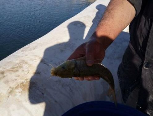Tunisie : Des carpes pour purifier le Bassin des Aghlabides à Kairouan