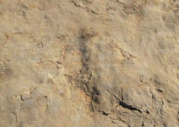 Des traces de dinosaures herbivores d&eacute;couvertes &agrave; Tataouine