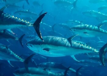 P&ecirc;che de Thon Rouge en M&eacute;diterran&eacute;e : La Tunisie aspire &agrave; retrouver son quota