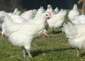 Tunisie : Aucun arr&ecirc;t&eacute; fixant les prix de la viande de volaille