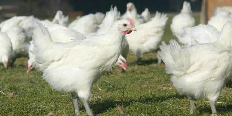 Tunisie : Aucun arrêté fixant les prix de la viande de volaille
