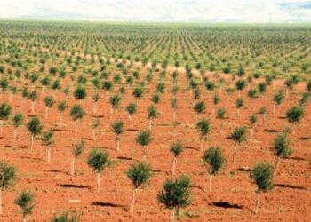 Tunisie : Quatre millions d&rsquo;oliviers plant&eacute;s en 2017