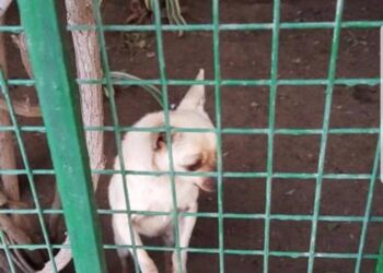 La grande misère des zoos tunisiens : Un chihuahua en cage !