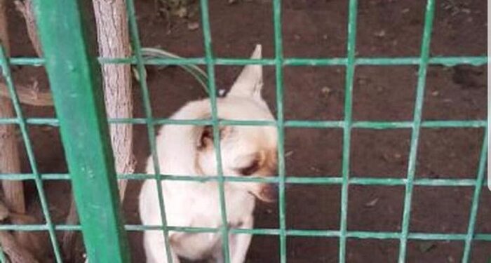 La grande misère des zoos tunisiens : Un chihuahua en cage !