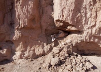 Tunisie : Des fossiles pr&eacute;historiques de rhinoc&eacute;ros d&eacute;couverts &agrave; Kasserine