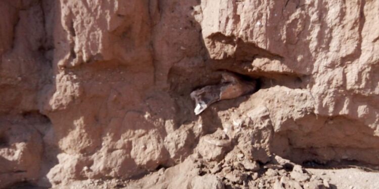 Tunisie : Des fossiles préhistoriques de rhinocéros découverts à Kasserine