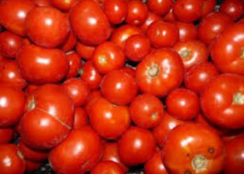 Tunisie : Les tomates et les piments &agrave; des prix abordables ?!