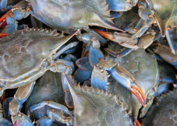 Tunisie : Les exportations de crabe explosent